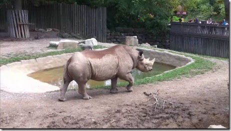 Metroparks Zoo - Rhino Video